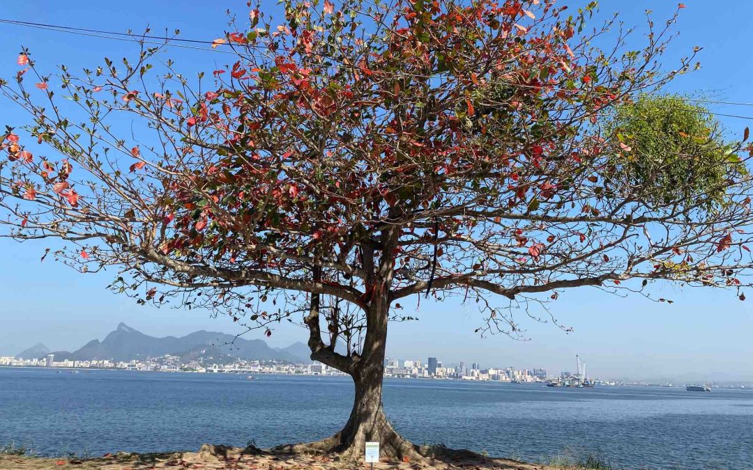 Instalação sonora embeleza a orla do Campus do Gragoatá
